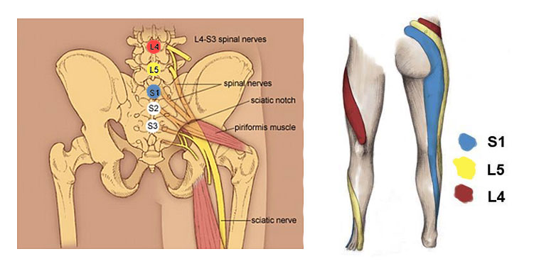 Ilustração anatômica do nervo ciático